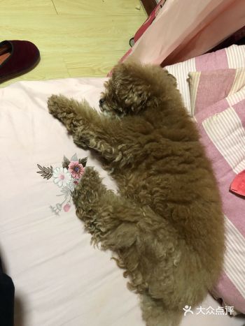 年前没有给狗狗剃毛...以至于看起来很胖，甚至看起来