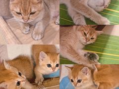-逗柴咖啡屋·狗咖猫咖宠物桌游