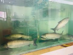 -源港渔村-中山脆肉鲩(博罗店)