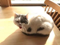 -猫的茶·猫咖