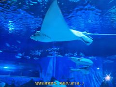 -北戴河圣蓝海洋公园