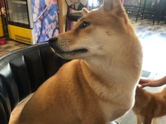 -柴源莊·柴小宠柴犬咖啡