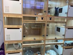 -山宅一喵德文卷毛猫舍