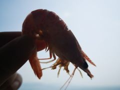 -霞涌市场海鲜摆卖区