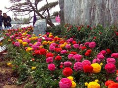 -古柏渡飞黄旅游区