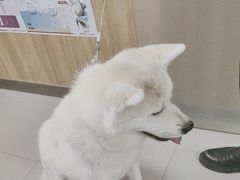 -瑞派宠物医院·24h·骨外科·皮肤科·全科宠物医疗转诊中心(沈阳浑南院)
