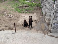 -哈尔滨北方森林动物园