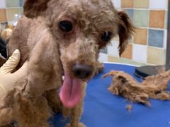 -米苏动物医院·犬猫专科·骨科外科内窥镜