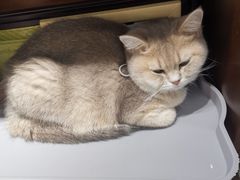 -逗柴咖啡屋·狗咖猫咖宠物桌游