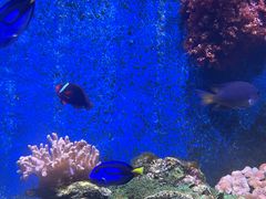-珠海长隆海洋王国
