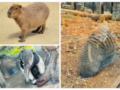 -大连森林动物园