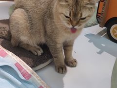 -COLOR PETS 撸猫馆·购猫·猫咖(长风大悦城店)