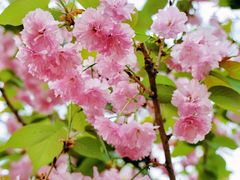 -长白岛森林公园