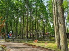 -黄海国家森林公园