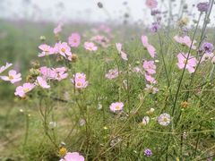 -紫颐香薰山谷景区