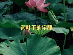 -莲花池公园