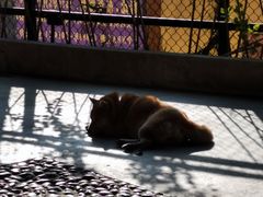 -柴犬高等学院·狗咖·柴犬售卖·宠物训练