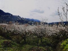 -樱桃山旅游景区