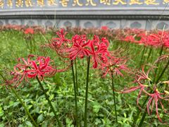 -西安大兴善寺