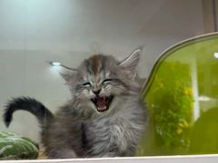 -青奢宠物·青奢猫舍