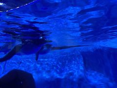 -芜湖新华联大白鲸海洋公园