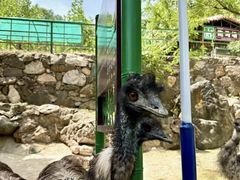 -栾川竹海野生动物园