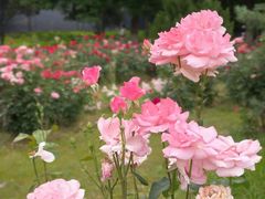 -莲花池公园