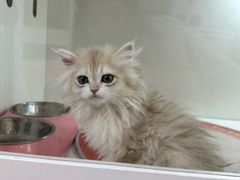 -青奢宠物·青奢猫舍