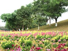 -松山湖梦幻百花洲