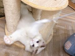 -酷豆宠物咖啡·宠物美食·撸猫馆