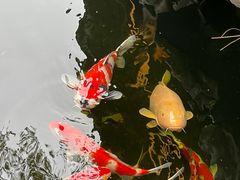 -鲤院·新中式美学·庭院餐厅(夫子庙店)