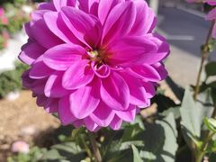 -深圳仙湖植物园
