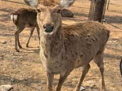 -秦皇岛野生动物园