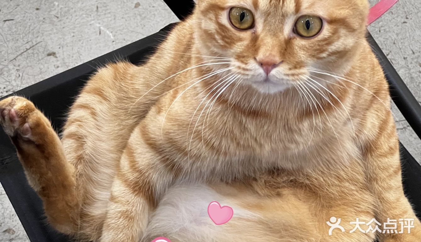 周末偶遇到天河南安静一隅咖啡店🐱