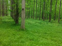 -黄海国家森林公园