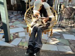 -喵屿·大理花园猫咖