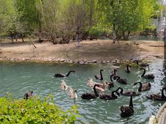 -长白岛森林公园