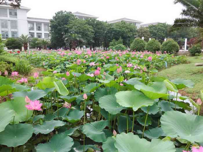 苏州大学周庄校区图片