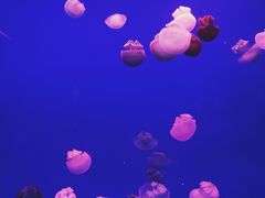 -乌鲁木齐海洋馆