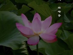 -荷塘月色湿地公园·向阳花洲