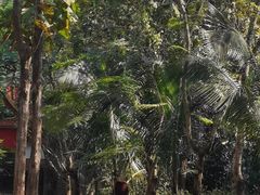 -西双版纳傣族园