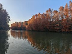 -上海海湾国家森林公园