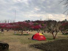 -秀丽东方