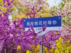 -南汇桃花村