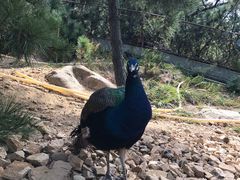 -西霞口神雕山野生动物世界