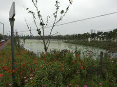 -上海长兴岛郊野公园