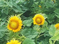 -北纬44度·金珠花海休闲农业旅游景区