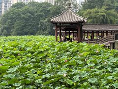 -龙头寺公园