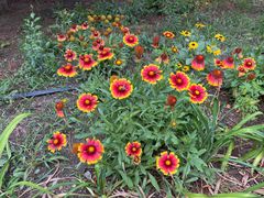 -大兴滨河森林公园