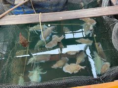 -蓝湾碧波·老字号·疍家非遗海上餐厅